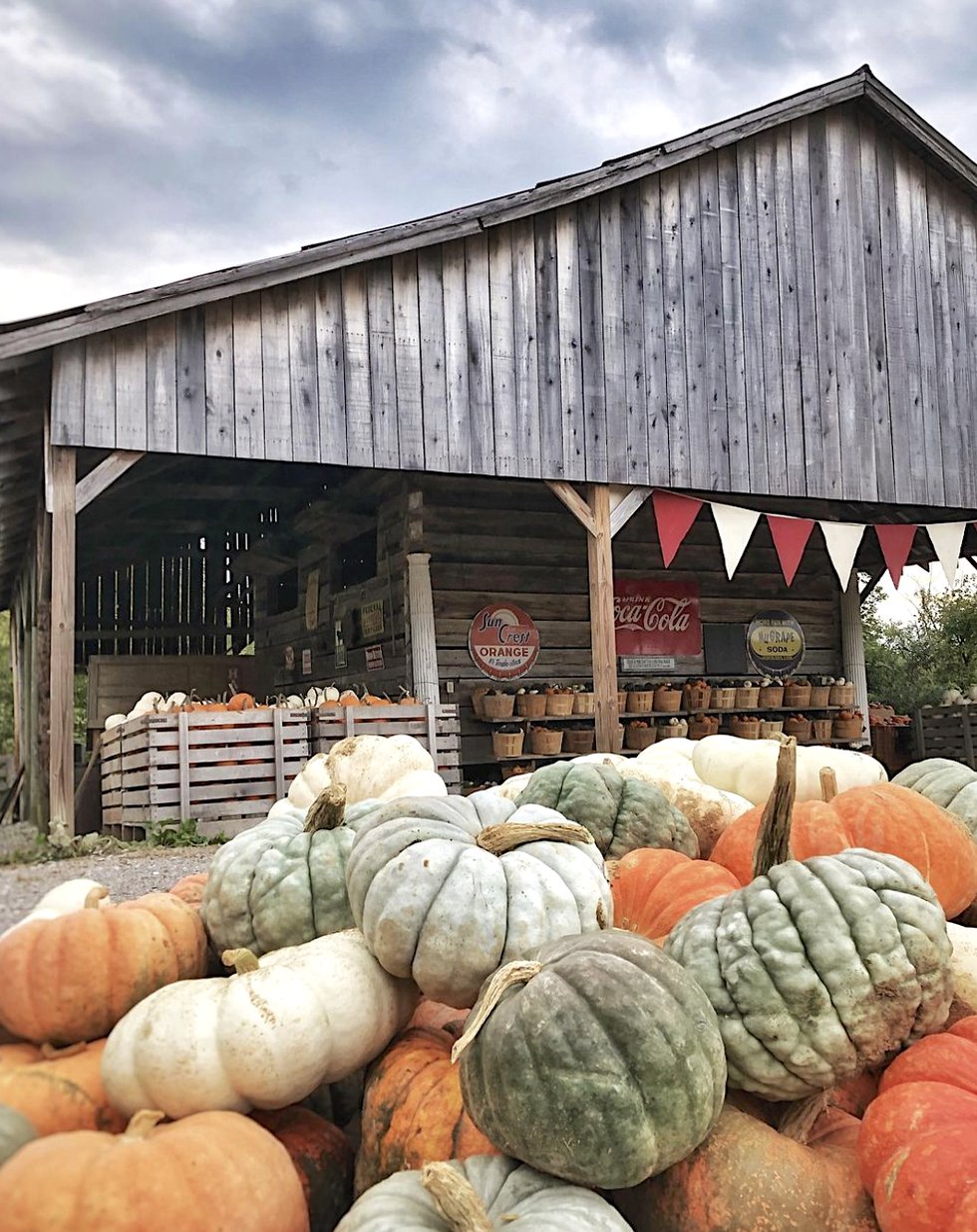 6 Pumpkin Patches Around Nashville - Nashville Lifestyles